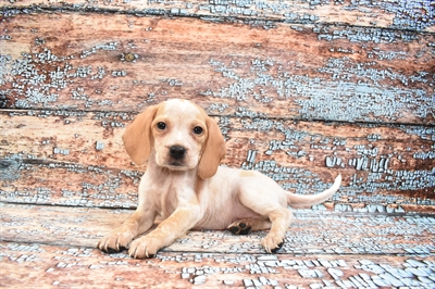 Beagle-DOG-Male-Lemon and White-8350-Petland Monroeville, PA