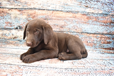 Labrador Retriever-DOG-Male-Chocolate-8351-Petland Monroeville, PA