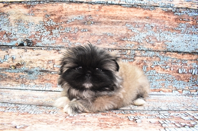 Pekingese-DOG-Female-Sable-8352-Petland Monroeville, PA