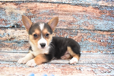 Pembroke Welsh Corgi-DOG-Female-Black and Tan-8353-Petland Monroeville, PA