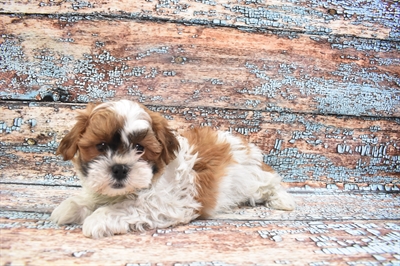 Teddy Bear-DOG-Male-Gold and White-8354-Petland Monroeville, PA