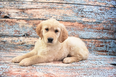 Golden Retriever-DOG-Male-Golden-8355-Petland Monroeville, PA