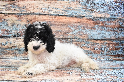 Mini Goldendoodle 2nd Gen.-DOG-Male-Black-8356-Petland Monroeville, PA