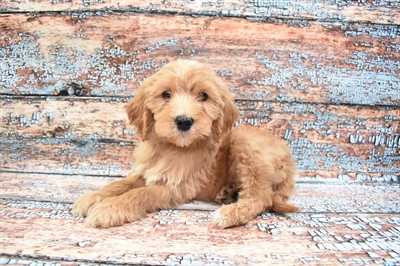 Goldendoodle-DOG-Male-Golden-8357-Petland Monroeville, PA