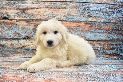 Great Pyrenees-DOG-Male-White-8358-Petland Monroeville, PA