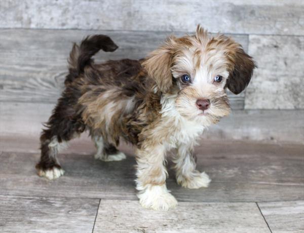 Schnoodle-DOG-Male-Sable-8359-Petland Monroeville, PA