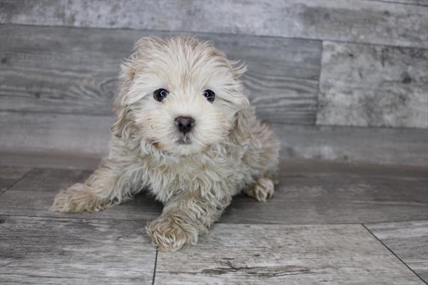 ShizaPoo-DOG-Male-Apricot-8360-Petland Monroeville, PA