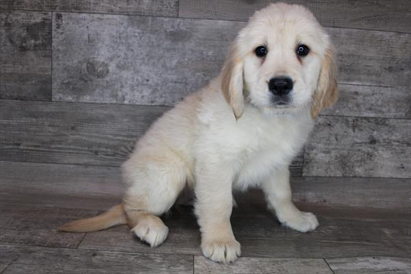 Golden Retriever-DOG-Female-Light Golden-8361-Petland Monroeville, PA