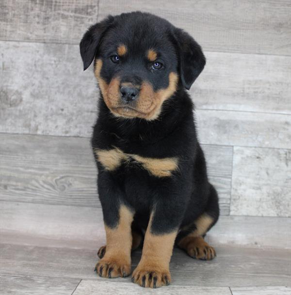 Rottweiler-DOG-Female-Black / Rust-8362-Petland Monroeville, PA