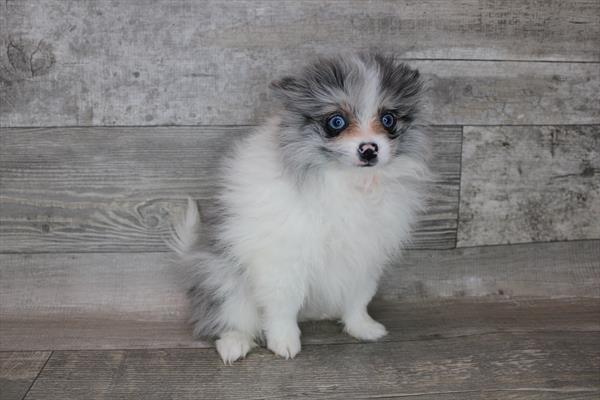 Pomeranian-DOG-Male-Blue Merle-8364-Petland Monroeville, PA