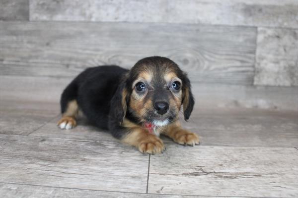 Chiweenie-DOG-Female-Black / Tan-8365-Petland Monroeville, PA