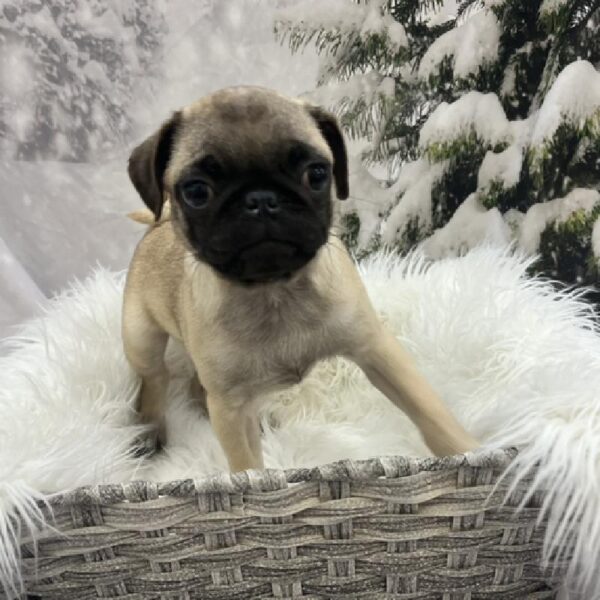 Pug-DOG-Male-Fawn-8399-Petland Monroeville, PA