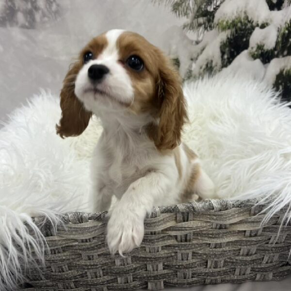 Cavalier King Charles Spaniel-DOG-Female-Blenheim-8400-Petland Monroeville, PA