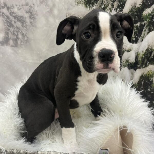 Boxer-DOG-Male-Black-8401-Petland Monroeville, PA