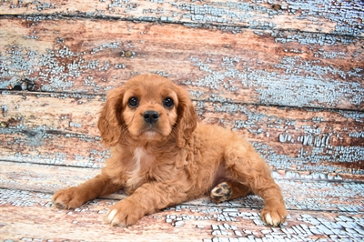 Cavalier King Charles Spaniel-DOG-Male-Ruby-8408-Petland Monroeville, PA