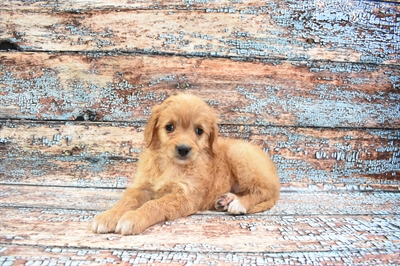 Mini Goldendoodle-DOG-Female-Golden-8409-Petland Monroeville, PA