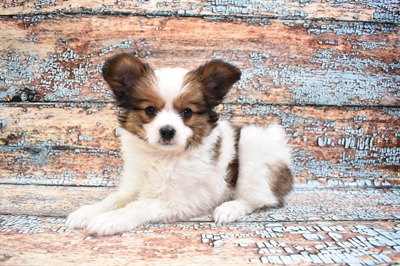 Papillon-DOG-Male-Sable and White-8410-Petland Monroeville, PA