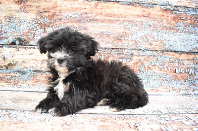 Malshi-DOG-Female-Black and White-8411-Petland Monroeville, PA