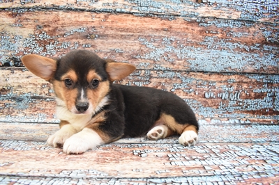 Pembroke Welsh Corgi-DOG-Male-Black and Tan-8412-Petland Monroeville, PA