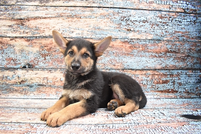 German Shepherd-DOG-Male-Black and Tan-8414-Petland Monroeville, PA