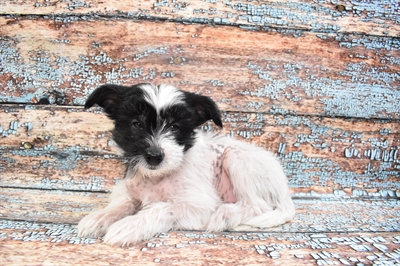 Chinese Crested-DOG-Female-White and Black-8415-Petland Monroeville, PA