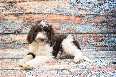 Goldendoodle 2nd Gen.-DOG-Male-Golden-8416-Petland Monroeville, PA