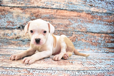 American Bulldog-DOG-Male-White and Red-8417-Petland Monroeville, PA
