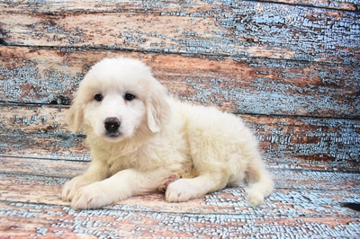 Great Pyrenees-DOG-Female-White-8418-Petland Monroeville, PA