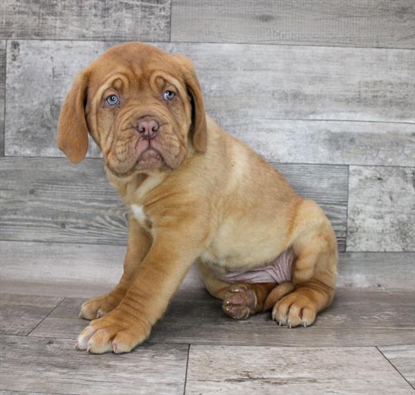 Dogue De Bordeaux-DOG-Female-Red-8427-Petland Monroeville, PA
