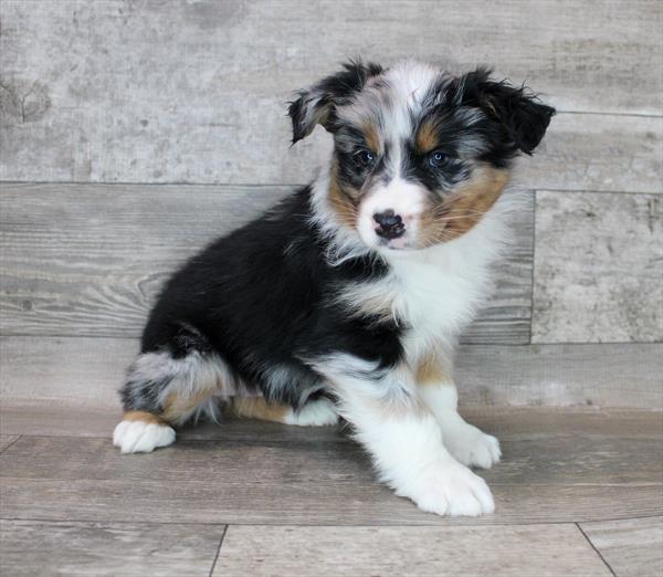 Australian Shepherd-DOG-Female-Blue Merle-8428-Petland Monroeville, PA