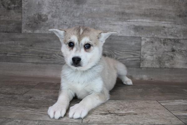 Alaskan Klee Kai-DOG-Female-Sable-8429-Petland Monroeville, PA