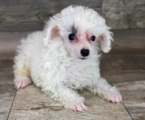 Poodle-DOG-Female-White / Black-8430-Petland Monroeville, PA