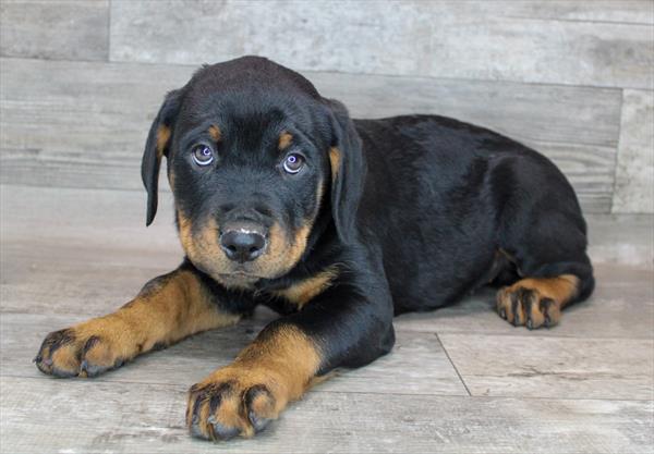 Rottweiler-DOG-Female-Black / Rust-8432-Petland Monroeville, PA