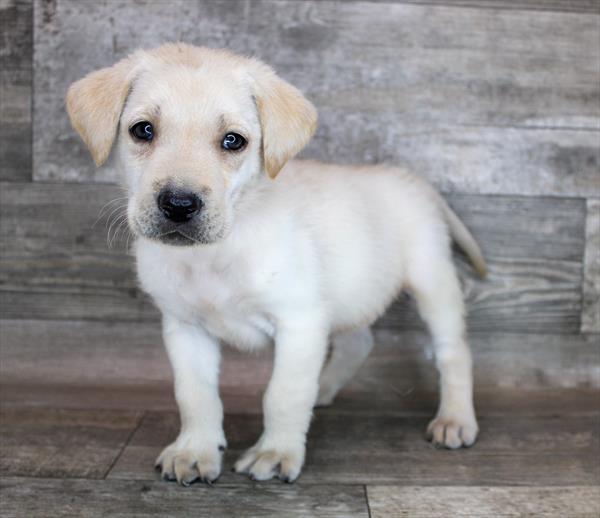 Labrador Retriever-DOG-Male-Yellow-8433-Petland Monroeville, PA