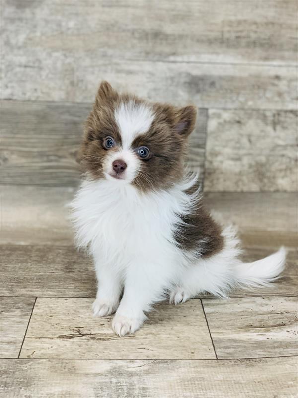Pomeranian-DOG-Male-Lilac-8447-Petland Monroeville, PA