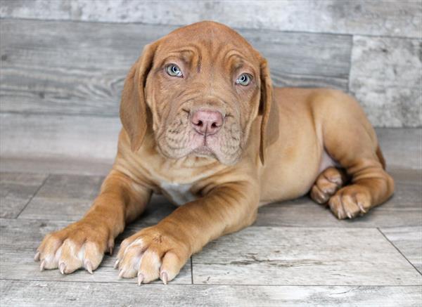 Dogue De Bordeaux-DOG-Female-Red-8448-Petland Monroeville, PA