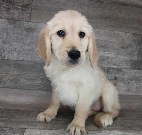 Golden Retriever-DOG-Female-Golden-8449-Petland Monroeville, PA