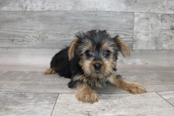 Yorkie-DOG-Female-Black / Tan-8450-Petland Monroeville, PA