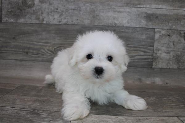 Maltese-DOG-Male-White-8451-Petland Monroeville, PA