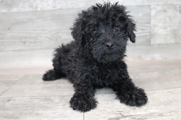 Schnoodle-DOG-Male-Black-8452-Petland Monroeville, PA