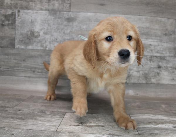 Golden Retriever-DOG-Female-Golden-8453-Petland Monroeville, PA