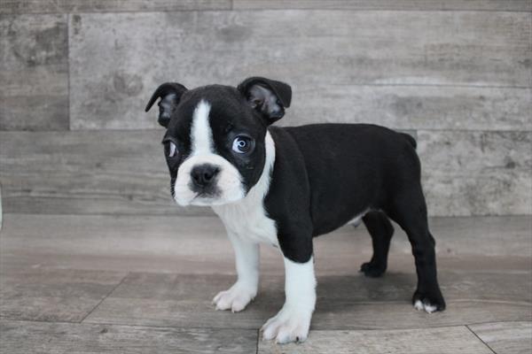 Boston Terrier-DOG-Male-Black / White-8454-Petland Monroeville, PA