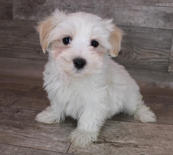 Shorkie-DOG-Female-White-8455-Petland Monroeville, PA