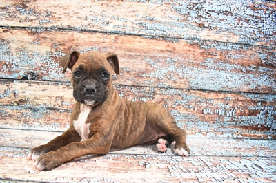 Boxer-DOG-Female-Brindle-8464-Petland Monroeville, PA