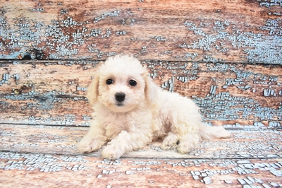 Bichon- Poo-DOG-Female-White-8465-Petland Monroeville, PA