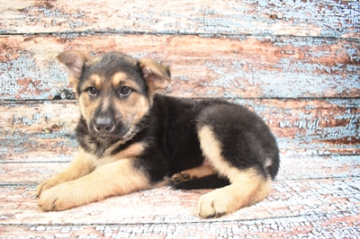 German Shepherd-DOG-Female-Black and Tan-8466-Petland Monroeville, PA