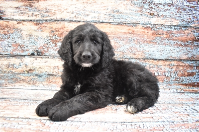 Goldendoodle-DOG-Male-Black-8467-Petland Monroeville, PA