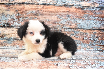 Miniature Australian Shepherd-DOG-Male-Black White and Brown-8468-Petland Monroeville, PA