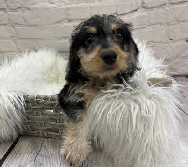 Doxipoo-DOG-Female-Black / Tan-8504-Petland Monroeville, PA