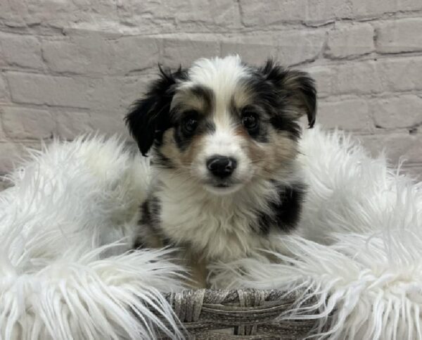 Miniature Australian Shepherd-DOG-Female-Blue Merle-8503-Petland Monroeville, PA